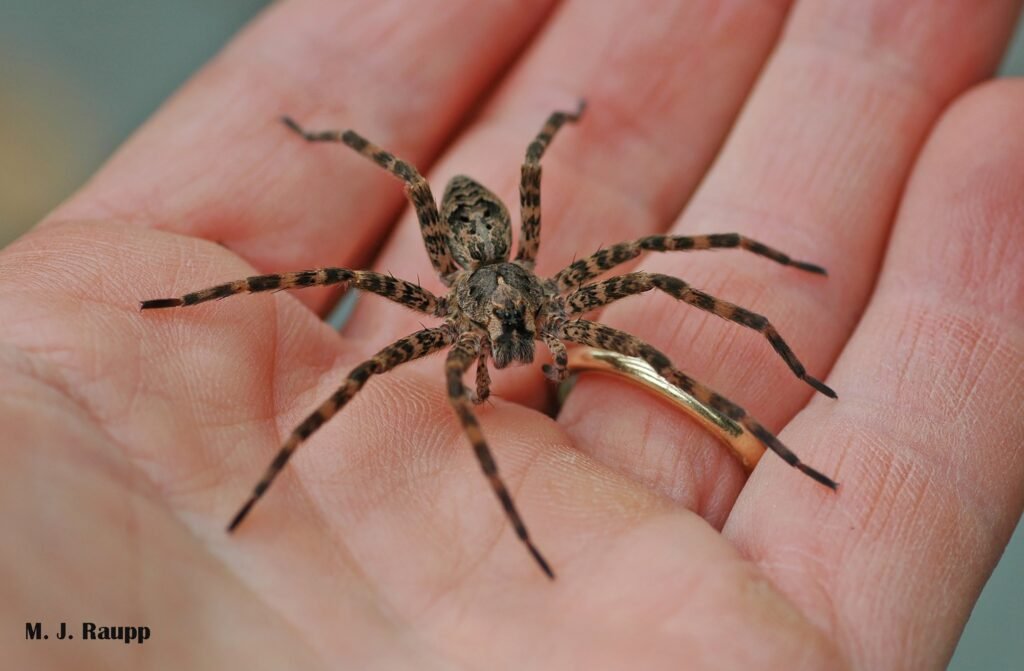 Exploring the Enormous Size of Fishing Spiders
