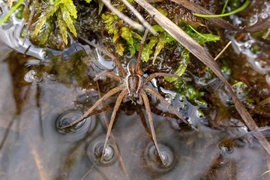 Exploring the Enormous Size of Fishing Spiders