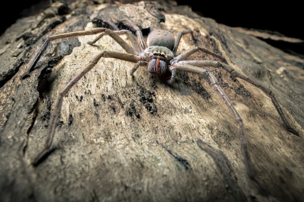 Exploring the Existence of Giant Prehistoric Spiders