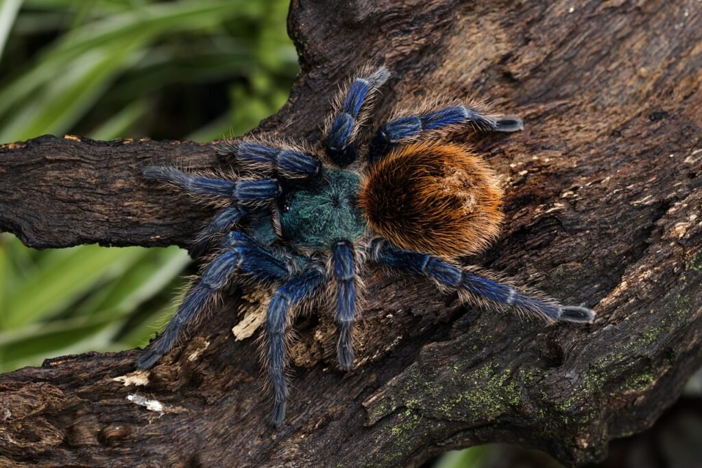 Exploring the Fascinating World of Tarantulas: Unraveling the Average Size of Their Fangs