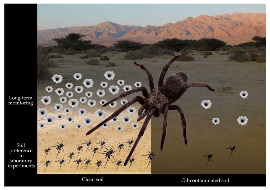 Exploring the Impact of Environmental Factors on Spider Size