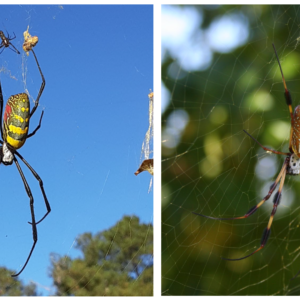 Exploring the Potential Medical Concerns of Spider Size