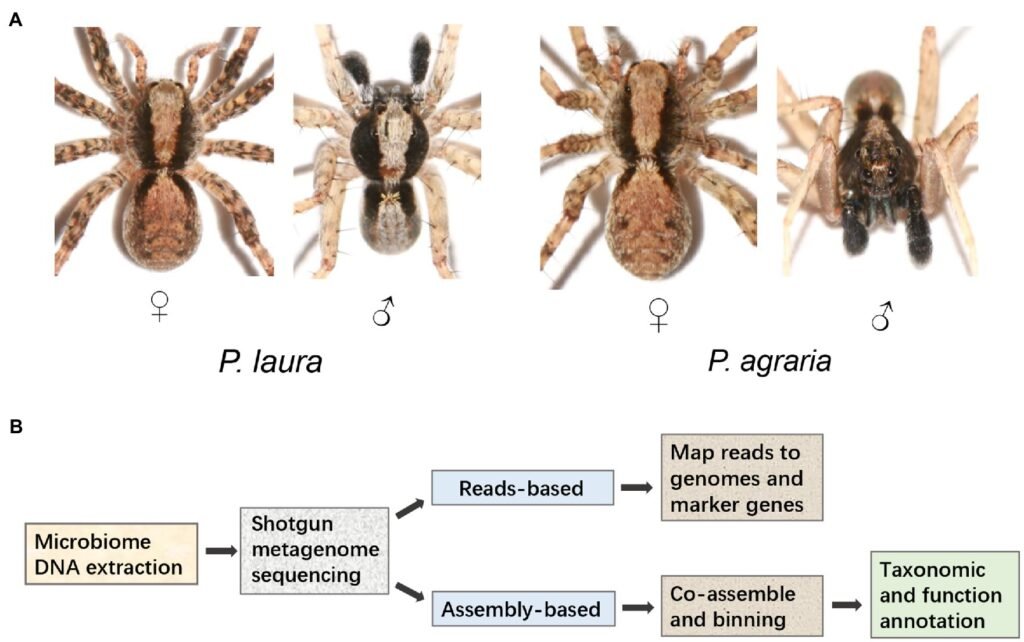 Exploring the Size Variations Among Arachnids