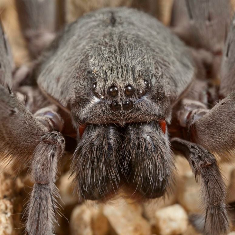 Exploring the World of Harmless Giant Spiders