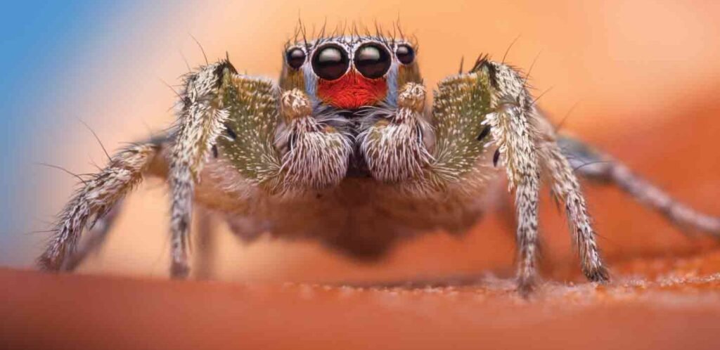 Exploring the World of Jumping Spiders