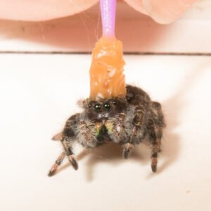 Exploring the World of Jumping Spiders