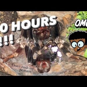 I filmed this video for 10 hours !!! ~ Tarantula Molting Timelapse !!!