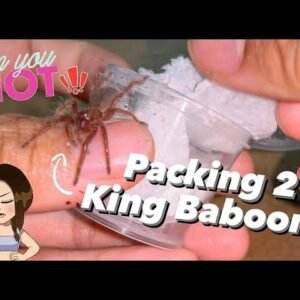 Packing 21 KING BABOON TARANTULAS !!!