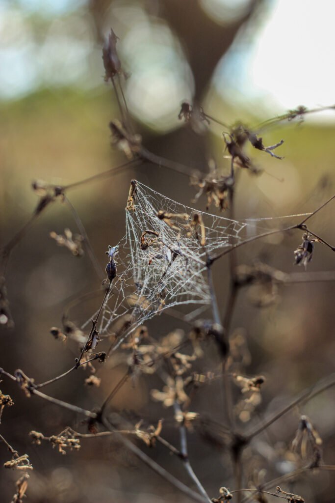 Size-related Studies on Spider Silk Production: Unraveling the Secrets of Arachnid Fibers