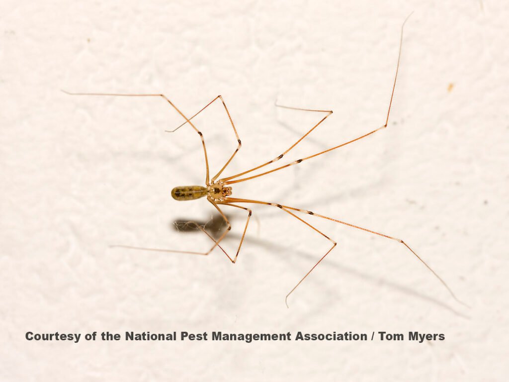 The Enormous Size of Cellar Spiders (Daddy Longlegs)
