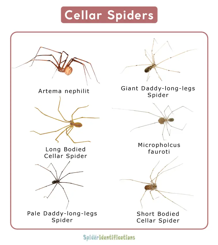 The Enormous Size of Cellar Spiders (Daddy Longlegs)