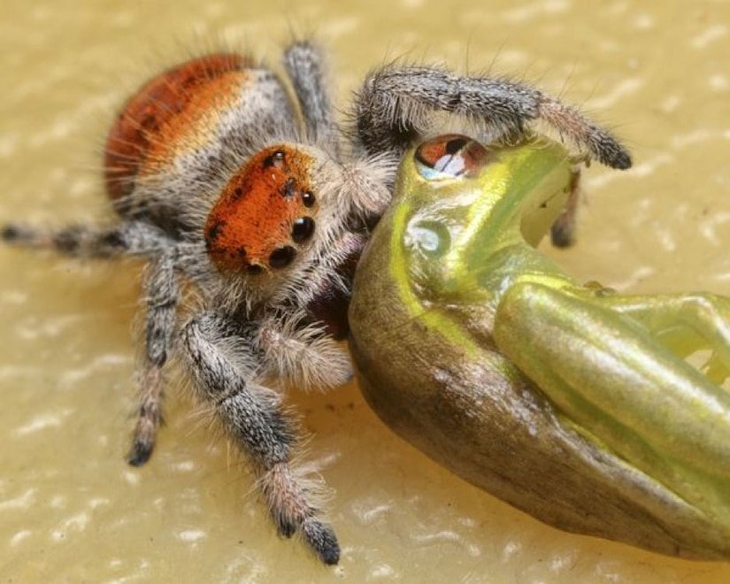 The Impact of Spider Size on Prey