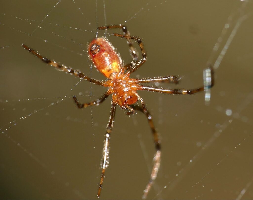 The Impact of Spider Size on Prey