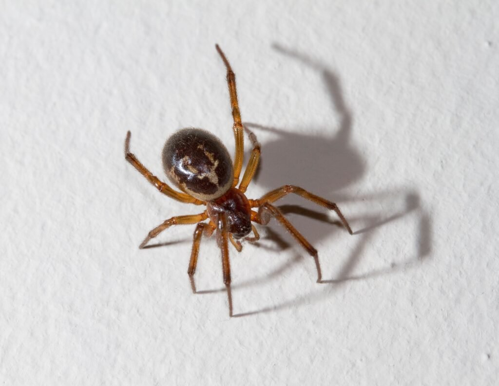 The Impact of Spider Size on Prey