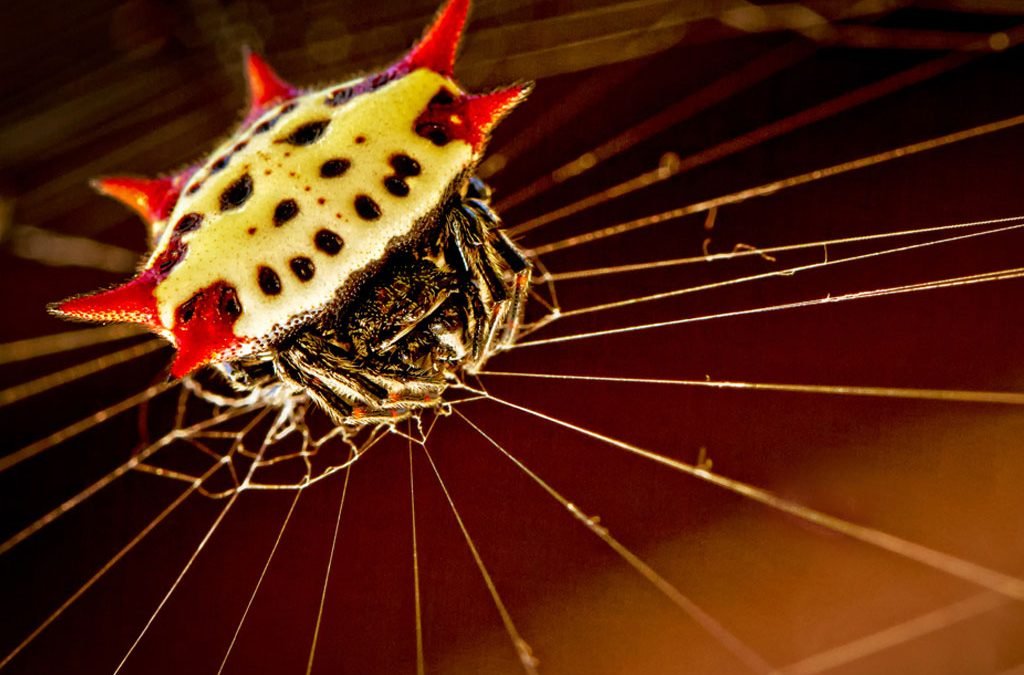 The Size Variations of the Spiny Orb-Weaver Spider