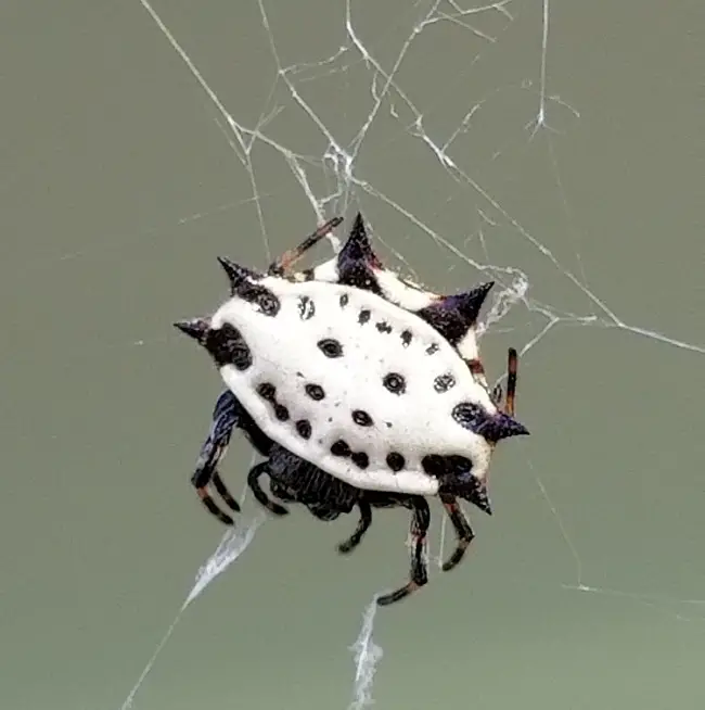 The Size Variations of the Spiny Orb-Weaver Spider