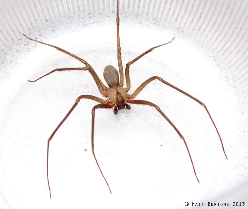 Understanding the Size of a Recluse Spider