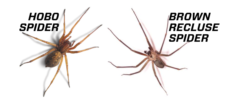 Understanding the Size of a Recluse Spider