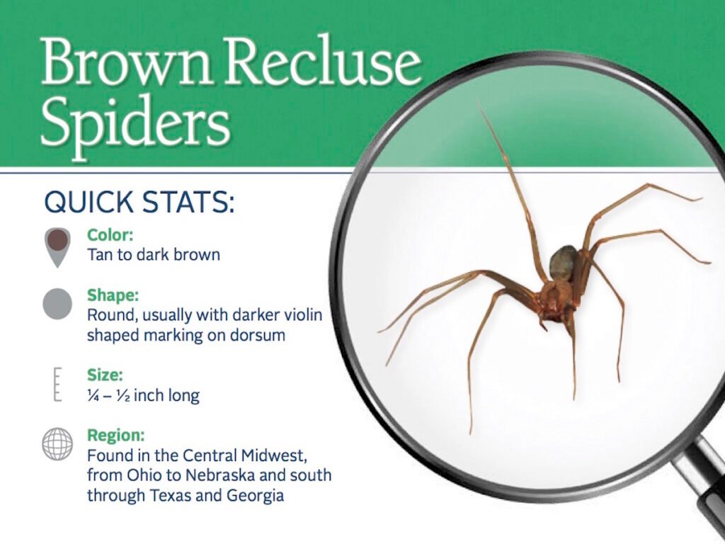 Understanding the Size of a Recluse Spider