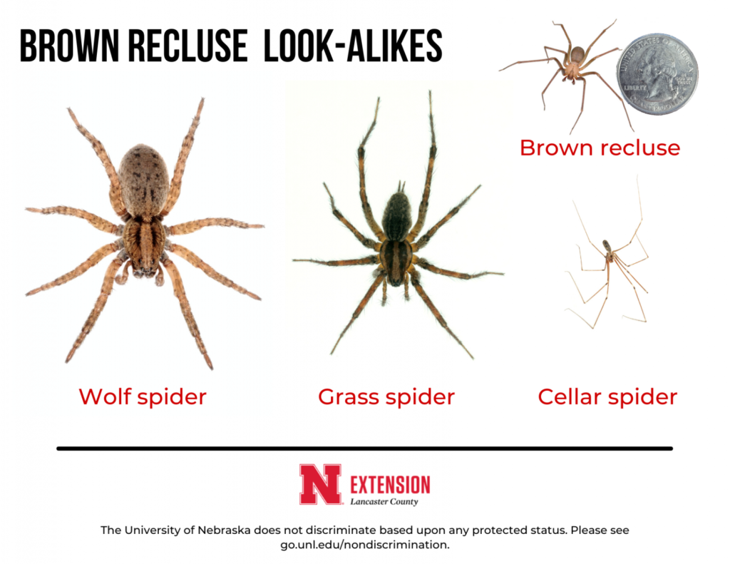 Understanding the Size of a Recluse Spider