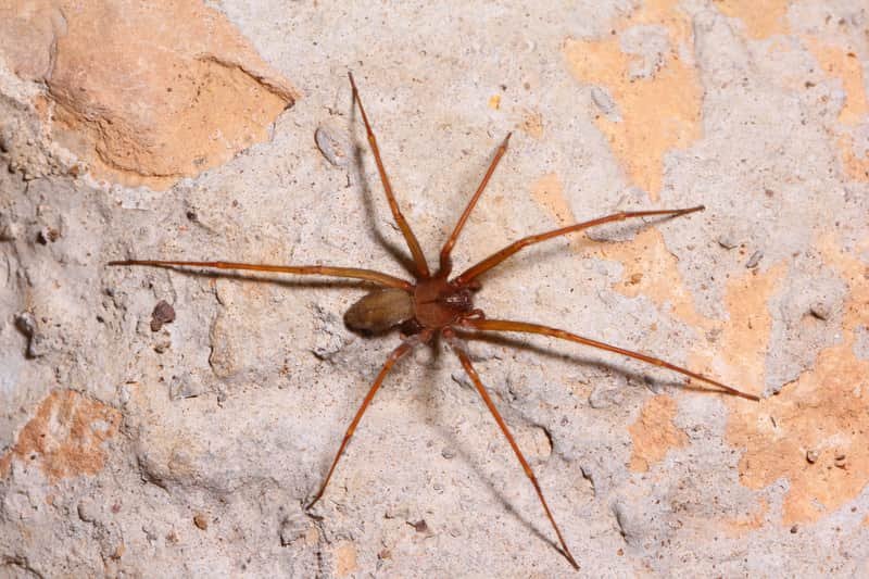 Understanding the Size of a Recluse Spider