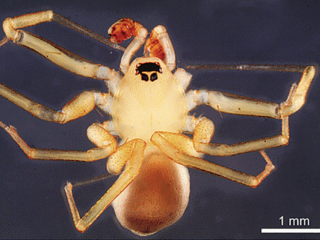 Unraveling the Mystery: Understanding the Size of Different Spider Species