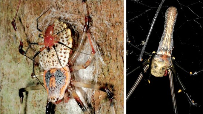 Unveiling the Enormous Size of the Golden Silk Orb-Weaver Spider