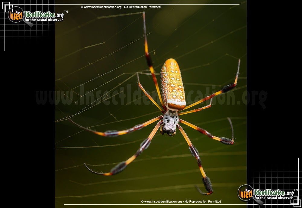 Unveiling the Enormous Size of the Golden Silk Orb-Weaver Spider