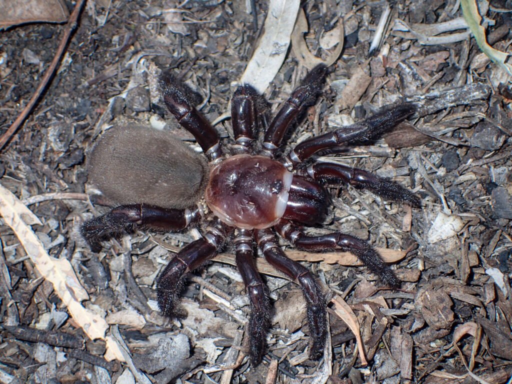 Unveiling the Fascinating Size of a Trapdoor Spider