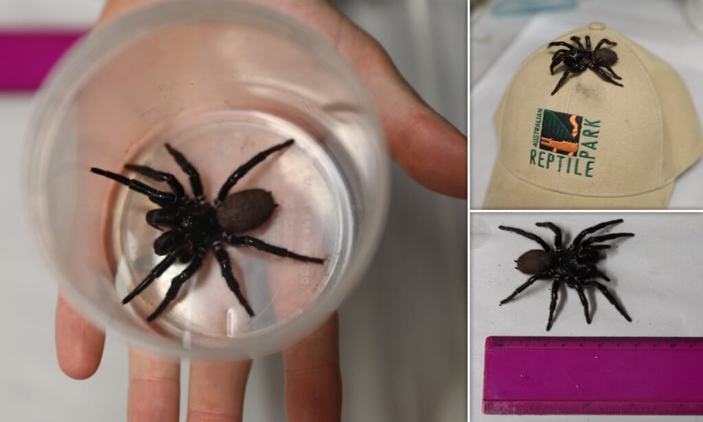 Unveiling the Impressive Size of the Sydney Funnel-Web Spider