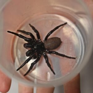 Unveiling the Impressive Size of the Sydney Funnel-Web Spider