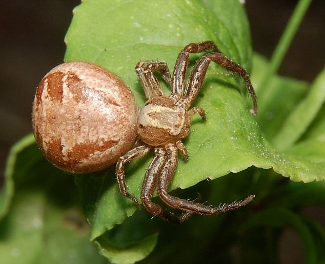 Unveiling the Mystery: Understanding the Size of a Crab Spider