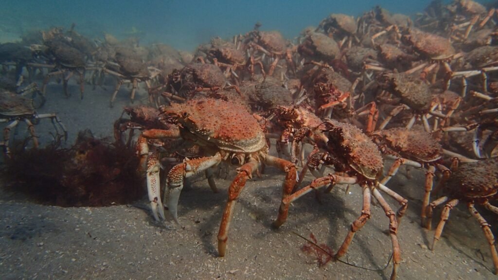 Unveiling the Mystery: Understanding the Size of a Crab Spider