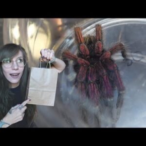 Inside the MASSIVE Tinley NARBC Expo – SPOOKY Old World Tarantula, JUMPING SPIDERS decor & MORE HAUL