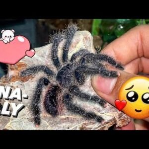 GUESS WHO GOT A NEW PURPLE TARANTULAAA !!!! 🤩 It’s me xD