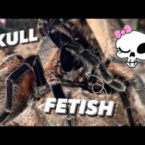 His male Tarantula has a SKULL FETISH 💀 !!! LOL