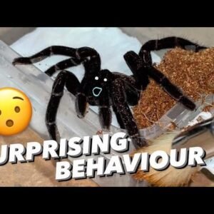 i have NEVER seen this tarantula behave like this !!! ~ TOTALLY UNEXPECTED.