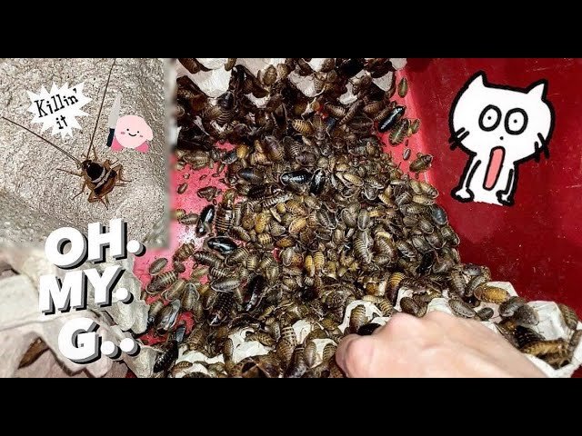 Dealing with THOUSANDS of COCKROACH ~ WILD COCKROACH INTRUDER in new crates !!!
