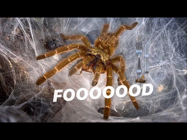 Tarantula Feeding Video COMPILATION ~ When my spiders were still young !!!