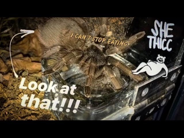 This CHUBBY tarantula REFUSES to molt lol ~ SO LAZY