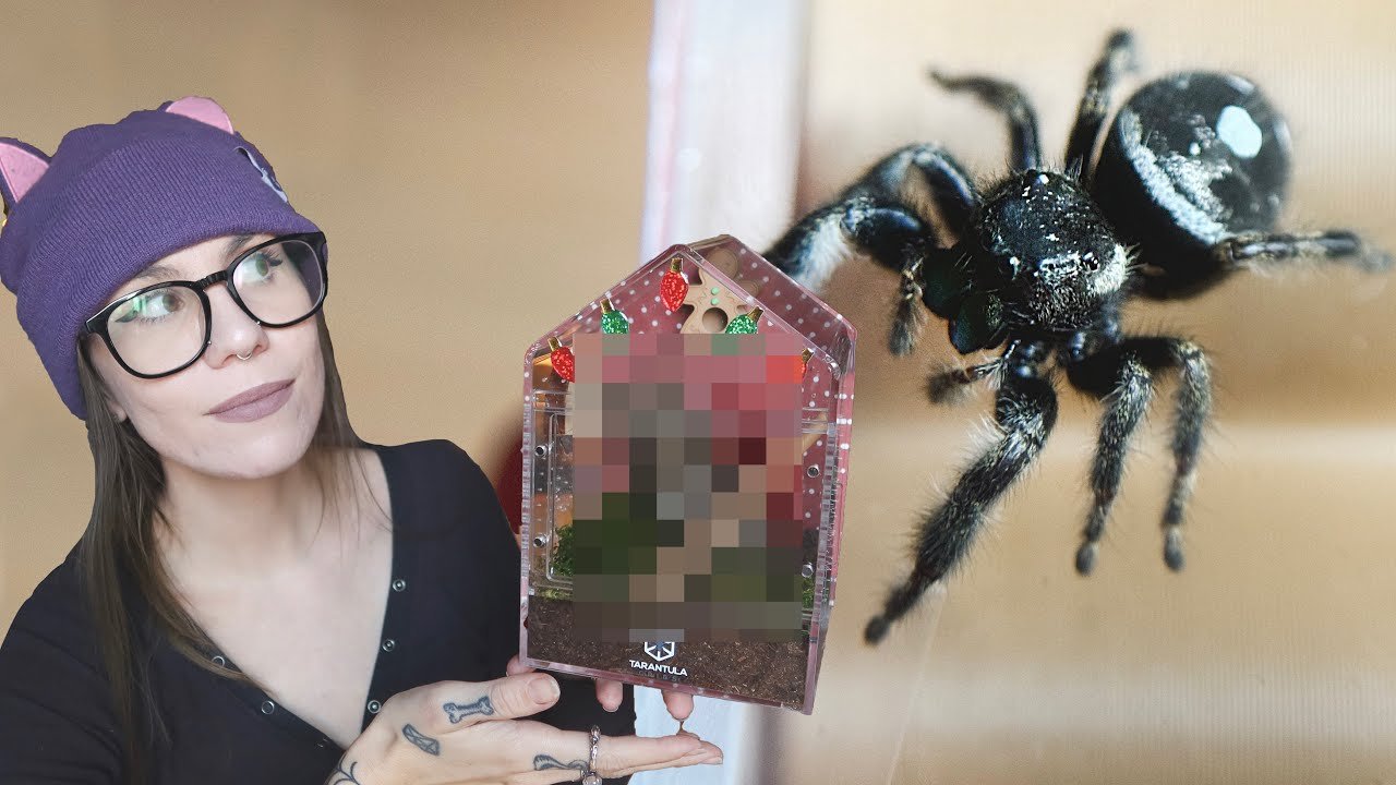 This OLD LADY gets an UPGRADE!.. Jumping Spider Enclosure Build & FESTIVE Decor/hide UNBOXING!