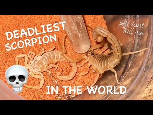 DEADLIEST SCORPION IN THE WORLD gets a New Home 💀 🦂