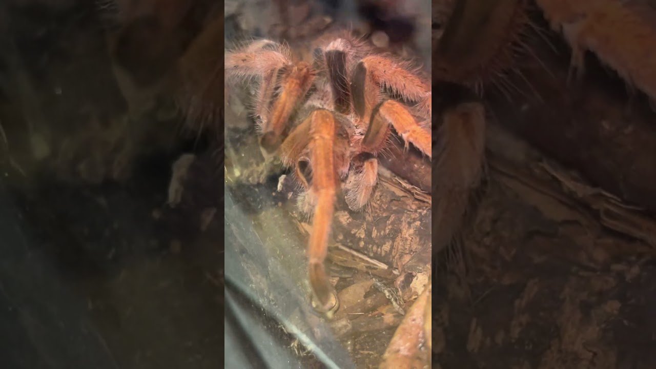 SOMETIMES Tarantula Couples DO live in Harmony 🥰 #shorts