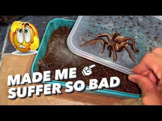 These 7 tarantulas ARE THE WORST!!! *Ouch*