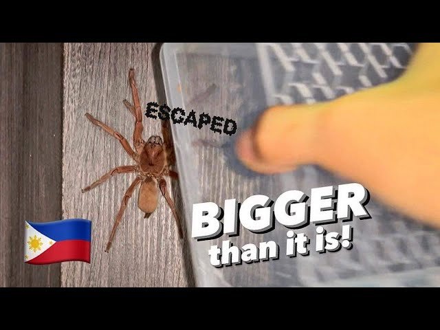 3 inches?? NO WAY! This ESCAPED tarantula is WAY BIGGER !!!