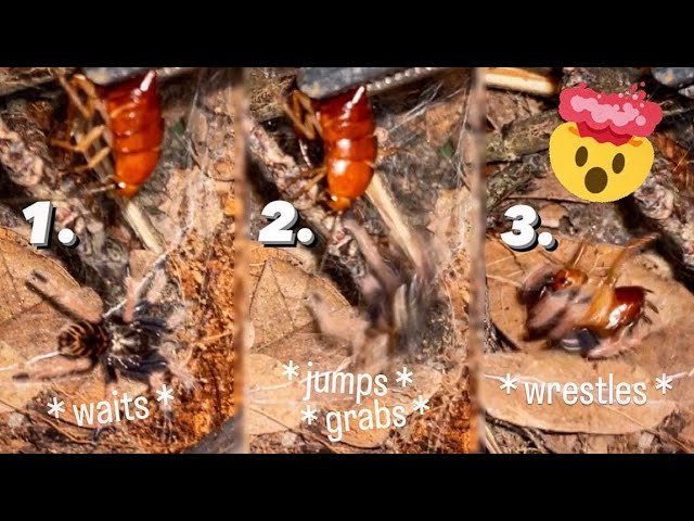 Feeding AGGRESSIVE baby TARANTULAS with GIANT MEALS !!!