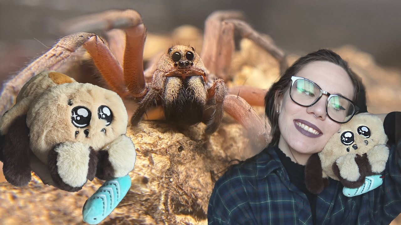 LIMITED Maple Plushie, BAD news & possibly GRAVID?? Wolf Spider *UNBOXING* Hogan Lenta & MORE