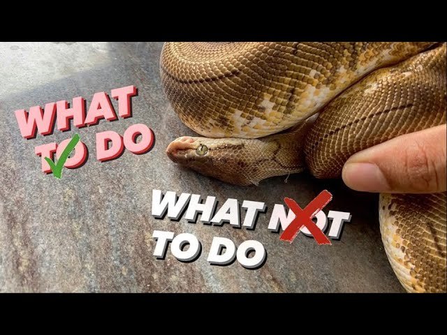 Snake STUCK SHED – What TO DO / What NOT TO DO !