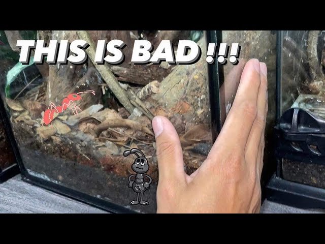 Today is NOT a good day! ~ ASSASSIN BUGS INFESTED WITH ANTS !!!