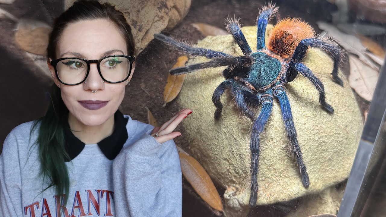 Let’s GIVE HER SPACE!! Adult Female Green Bottle Blue Rehouse! WATCH HER WEB IT – C cyaneopubescens
